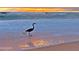 Coastal living: Stunning beach at sunrise with an egret wading in the shallow surf at 68 Hibiscus Dr, Ormond Beach, FL 32176