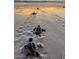A group of baby sea turtles makes their way towards the ocean at sunrise at 68 Hibiscus Dr, Ormond Beach, FL 32176