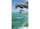 Dolphins leap high out of the emerald green ocean water at 68 Hibiscus Dr, Ormond Beach, FL 32176