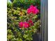 Landscaping featuring blooming fuchsia bougainvillea at 741 Ellen St, Daytona Beach, FL 32114