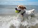 Happy dog in ocean, carrying a tennis ball in its mouth, enjoying a day on the beach at 3029 Adrian Dr, Ormond Beach, FL 32174