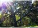 Scenic view of majestic oak trees draped with Spanish moss, bathed in dappled sunlight at 10645 Se 145Th St, Summerfield, FL 34491