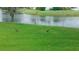 Calm pond next to green lawn and two ducks at 103 Fountain Cv, Leesburg, FL 34748