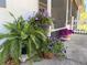 Lush potted ferns and vibrant flowers create a welcoming entrance to the screened front porch at 422 W 11Th Ave, Mount Dora, FL 32757