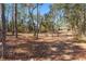 Wooded backyard with a large, cleared area at 2187 County Road 243C, Wildwood, FL 34785