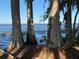 Stunning view of the lake through the trees at 1401 Lake Shore Blvd, Tavares, FL 32778