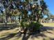 Cluster of palm trees in a landscaped area at 2403 County Road 416N, Lake Panasoffkee, FL 33538