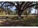 Large oak tree with a rock base, offering shade and natural beauty at 3704 Warm Springs Ave, Wildwood, FL 34785