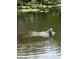 Manatee spotted in the canal, showcasing the area's wildlife at 6216 Landings Blvd, Lady Lake, FL 32159