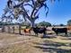 Brown and black cows stand near a gate in a pasture at 1199 Cr 542G, Bushnell, FL 33513