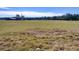 Cattle graze in a large pasture with mature oak trees at 1199 Cr 542G, Bushnell, FL 33513