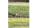 Bald eagle near a pond in a grassy area at 586 Juniper Way, Tavares, FL 32778