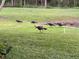 Five wild turkeys foraging in the grassy yard at 586 Juniper Way, Tavares, FL 32778