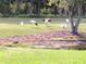 Several wood storks in a grassy field by a pond at 586 Juniper Way, Tavares, FL 32778