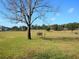 Serene backyard with a bench under a large tree at 37146 Calhoun Rd, Eustis, FL 32736