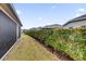 Landscaped backyard with privacy hedge at 4348 Tuscaloosa Path, The Villages, FL 32163