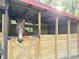 Horse in stall. This rural property has space to keep horses at 37807 Felkins Rd, Leesburg, FL 34788