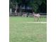 Pasture view of grazing donkeys with a home in the background at 22244 County Road 455, Howey In The Hills, FL 34737