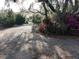 Gravel driveway lined with lush greenery, including azaleas, leading to a picturesque home surrounded by nature at 14415 County Road 448, Tavares, FL 32778