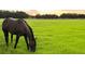 A dark brown horse grazes peacefully in a bright green pasture under a clear sky at 8230 Se 23Rd Dr, Webster, FL 33597