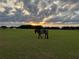 A horse stands in an open pasture, beneath a dramatic sky at sunset at 8230 Se 23Rd Dr, Webster, FL 33597