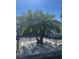 Lush palm tree featured in professionally landscaped bed with decorative rocks at 2082 Vision Ct, The Villages, FL 32163