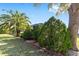 Well-manicured backyard with decorative stone border, mature palms, and lush green bushes at 13142 Se 93Rd Terrace Rd, Summerfield, FL 34491