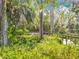 Private dock with flourishing ferns and a canal view, surrounded by palms and lush trees at 3221 Myakka River Rd, Tavares, FL 32778