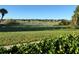 Scenic view of the community showcasing the landscape, pond, and well-maintained green spaces at 25527 Oak Aly, Leesburg, FL 34748