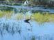 Wildlife sanctuary featuring a great blue heron hunting for fish among the reeds at 24614 Stillridge Ct, Leesburg, FL 34748