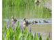 View of a Gathering of ducks swimming in a pond with beautiful purple flowers in the foreground at 3334 Pierluissi Path, The Villages, FL 32163