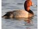 A Redhead Duck swimming in the water at 3334 Pierluissi Path, The Villages, FL 32163