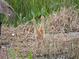 Two young Sandhill Cranes, still showing their juvenile plumage, stand tall amongst the reeds at 3334 Pierluissi Path, The Villages, FL 32163