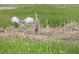 Sandhill crane Gathering photographed in a grassy wetlands area at 3334 Pierluissi Path, The Villages, FL 32163