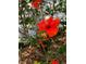 A bright red hibiscus flower is the focal point in the front yard landscaping at 17108 Pine Ridge Dr, Umatilla, FL 32784