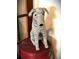 Decorative seated dog statue atop a red barrel in a naturally lit room at 2121 Suzanne Dr, Mount Dora, FL 32757