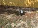View of backyard corner shows mailbox and new wooden privacy fence at 32737 Vista Ave, Leesburg, FL 34788