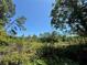 Overgrown marsh pond, surrounded by diverse foliage, creating a natural and serene environment at 43740 Sunset Dr, Paisley, FL 32767