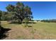 Lush green field with trees under a clear, blue sky at 19726 Mccall Rd, Altoona, FL 32702
