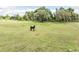 Scenic pasture featuring a horse grazing peacefully on lush green grass, set against a backdrop of trees at 8091 C 476B, Bushnell, FL 33513