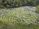 Pond filled with lily pads and flowers at 300 Carol Ann Dr, Edgewater, FL 32132
