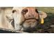 Extreme close up of a cow's muzzle and face at 8097 Se 174Th Belhaven Loop, The Villages, FL 32162