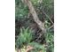 Lush backyard landscape featuring ferns and a small stream at 2539 Caithness Way, Clermont, FL 34714