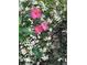 Image showcasing pink flowers surrounded by lush greenery and small white blossoms, creating a vibrant garden scene at 2539 Caithness Way, Clermont, FL 34714