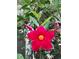 A close-up shot of a vibrant red flower against a backdrop of lush green leaves and delicate white blossoms at 2539 Caithness Way, Clermont, FL 34714