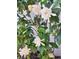Close-up of a blooming gardenia bush with fragrant white flowers and verdant leaves at 2539 Caithness Way, Clermont, FL 34714
