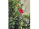Close-up of blooming Mandevilla vine with vibrant red flowers and green leaves at 2539 Caithness Way, Clermont, FL 34714
