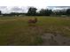 Open field featuring a donkey, perfect for agricultural use at 7701 Groveland Farms Rd, Groveland, FL 34736