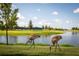 Scenic pond view featuring elegant Sandhill Cranes, highlighting the natural beauty of the community at 8492 Hartford Way, Mount Dora, FL 32757