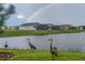 Picturesque pond view featuring elegant Sandhill Cranes, highlighting the natural beauty of the community at 8492 Hartford Way, Mount Dora, FL 32757